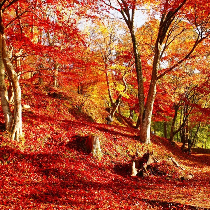 Mount Saijō Park Momiji Mountain